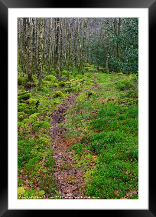 Woodland Path and silver birch Framed Mounted Print by Alan Dunnett