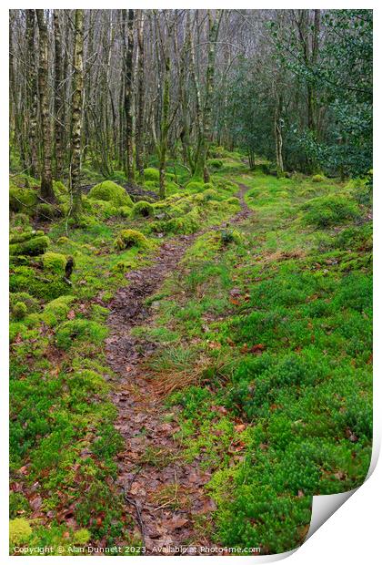 Woodland Path and silver birch Print by Alan Dunnett