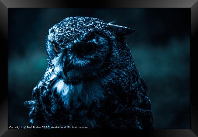 The Night Owl Framed Print by Neil Porter
