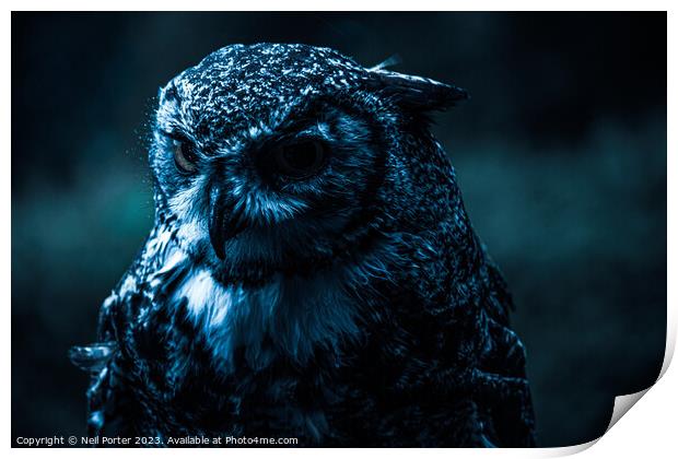 The Night Owl Print by Neil Porter