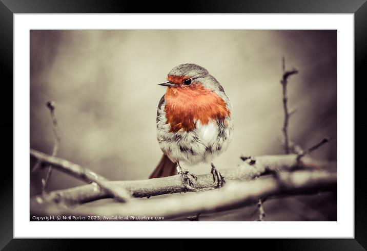 Red Breast Framed Mounted Print by Neil Porter