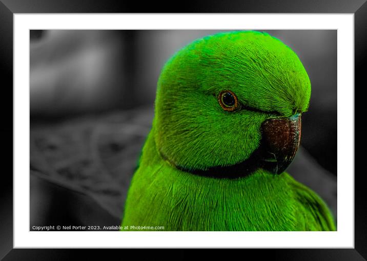 All about Green Framed Mounted Print by Neil Porter