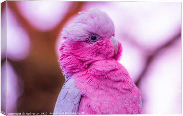 Pink Parrot Canvas Print by Neil Porter