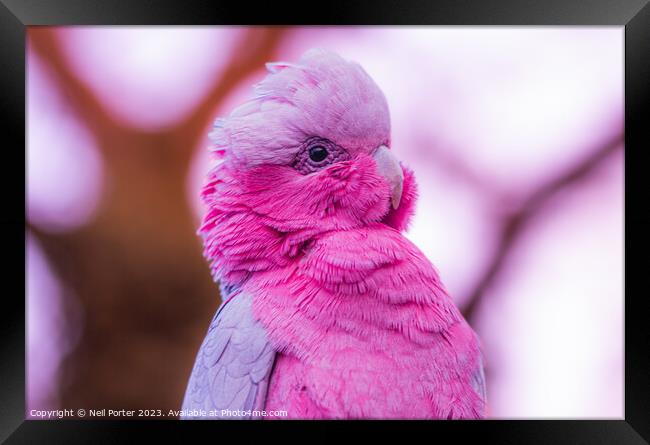Pink Parrot Framed Print by Neil Porter