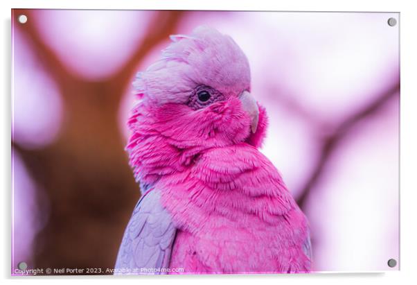 Pink Parrot Acrylic by Neil Porter
