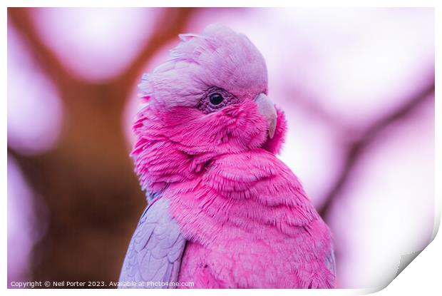 Pink Parrot Print by Neil Porter