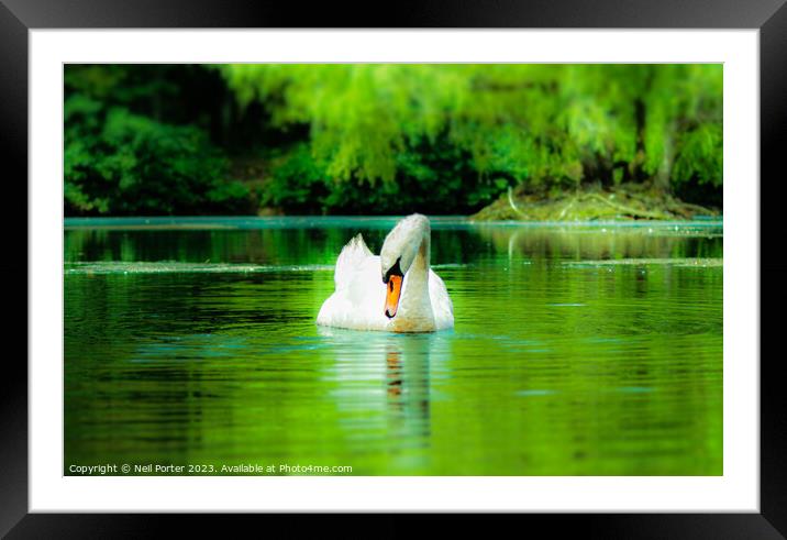 Swan Lake Framed Mounted Print by Neil Porter