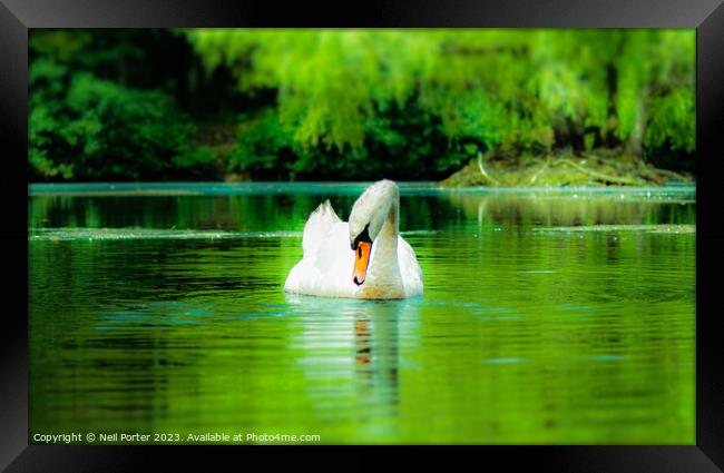 Swan Lake Framed Print by Neil Porter