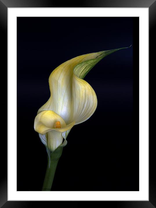 Calla Lily Framed Mounted Print by Jean Gilmour