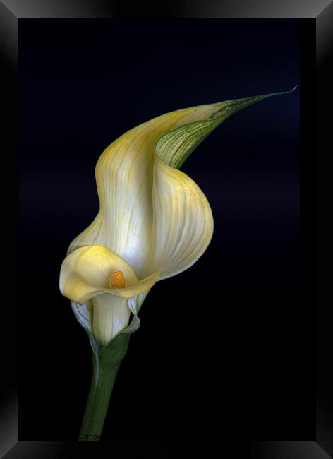 Calla Lily Framed Print by Jean Gilmour