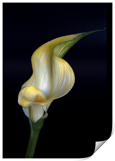 Calla Lily Print by Jean Gilmour