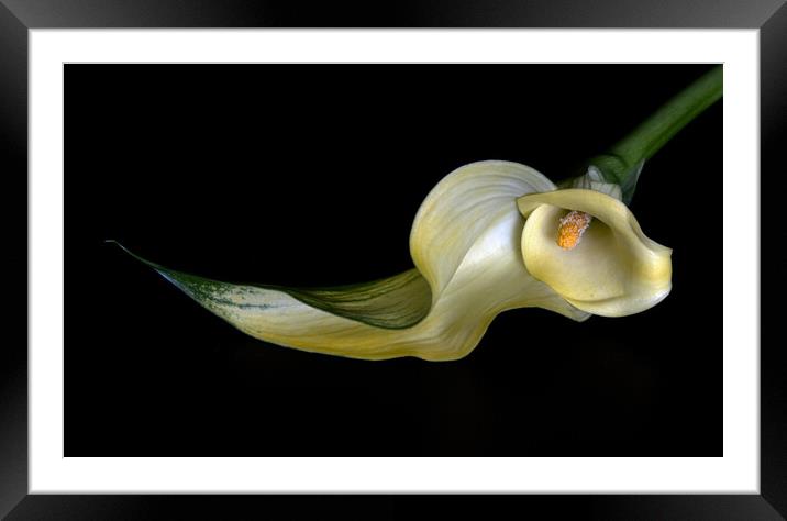 Calla Lily Framed Mounted Print by Jean Gilmour