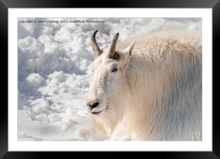 Mountain Goat In The Snow Framed Mounted Print by rawshutterbug 