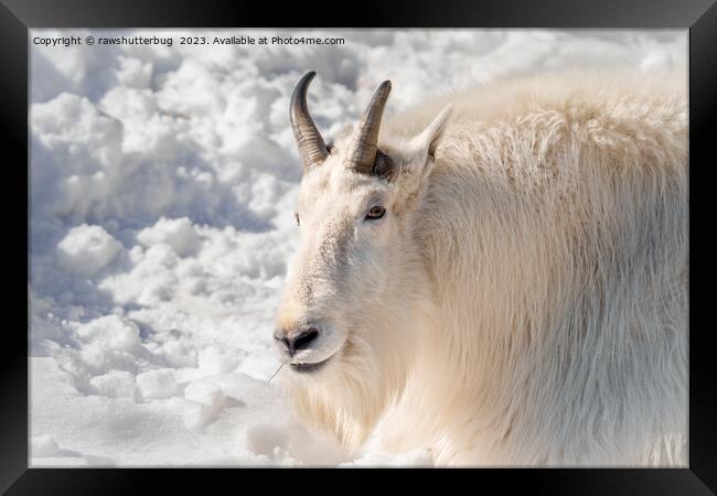 Mountain Goat In The Snow Framed Print by rawshutterbug 