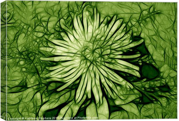 Spider Mum in Green Canvas Print by Kathleen Stephens
