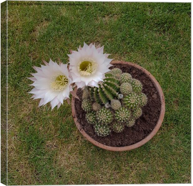 Looking into Echinopsis Canvas Print by Sally Wallis