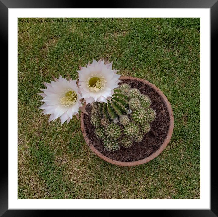 Looking into Echinopsis Framed Mounted Print by Sally Wallis