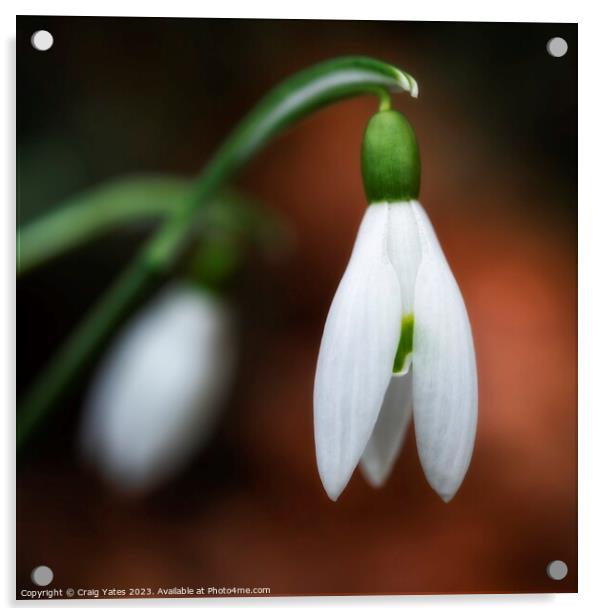 Snowdrop macro Acrylic by Craig Yates