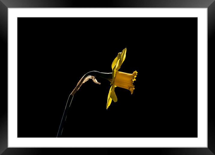 Backlit Daffodil Framed Mounted Print by Glen Allen