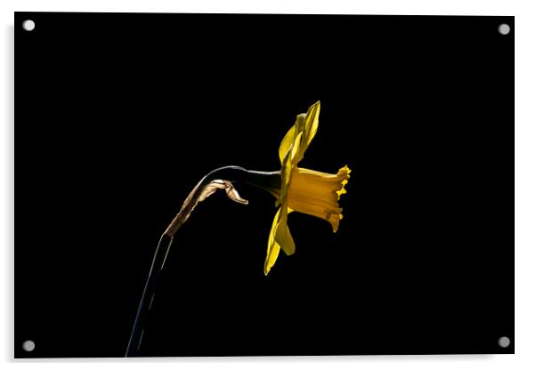 Backlit Daffodil Acrylic by Glen Allen