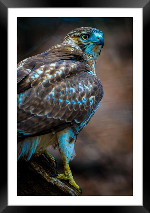 Redtail Hawk Framed Mounted Print by Chris Lord