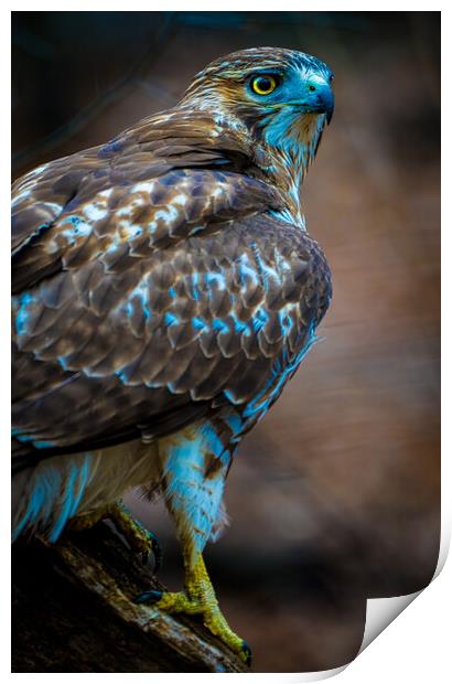 Redtail Hawk Print by Chris Lord