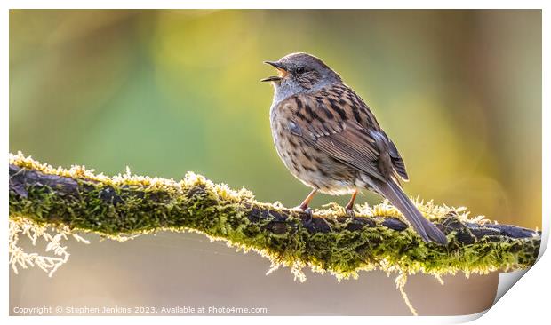 Dunnock  Print by Stephen Jenkins