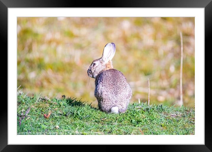 Easter Bunny Framed Mounted Print by Stephen Jenkins