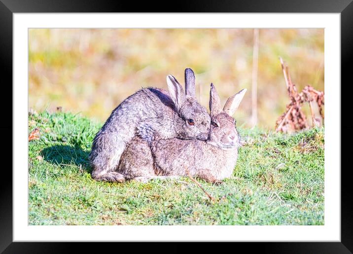 Bunny love  Framed Mounted Print by Stephen Jenkins