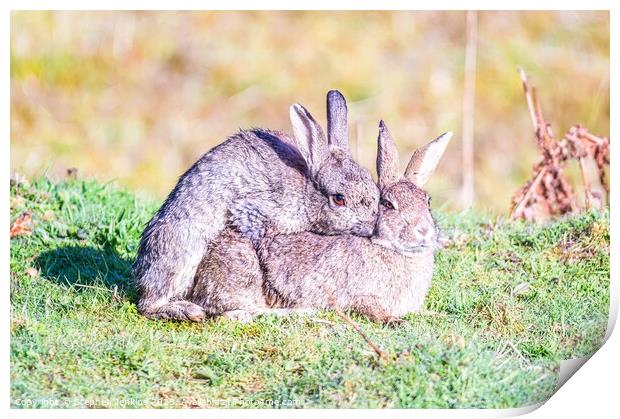 Bunny love  Print by Stephen Jenkins
