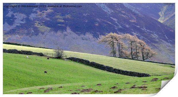 Lake District trees and walls Print by Phil Robinson