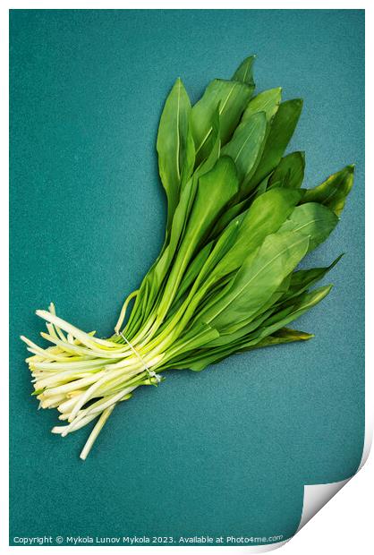 Leaves wild garlic, bunch homeopathic herbs Print by Mykola Lunov Mykola