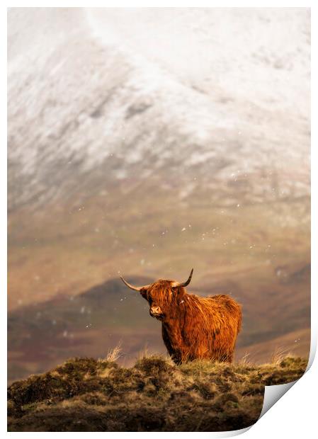 A ginger Highland in Winter Wonderland Print by Anthony McGeever