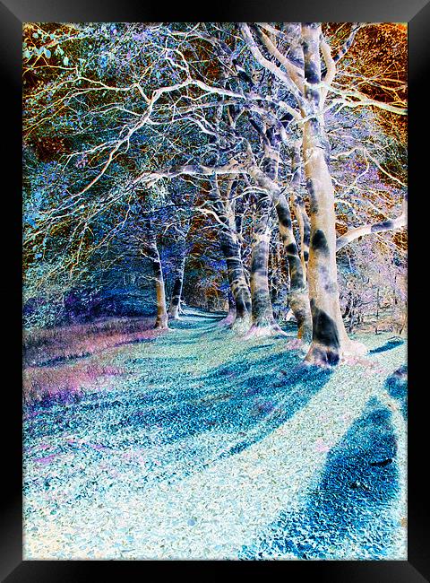 Enchanted Woodland Path Framed Print by Stuart Jack