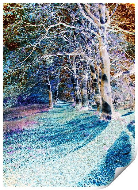 Enchanted Woodland Path Print by Stuart Jack