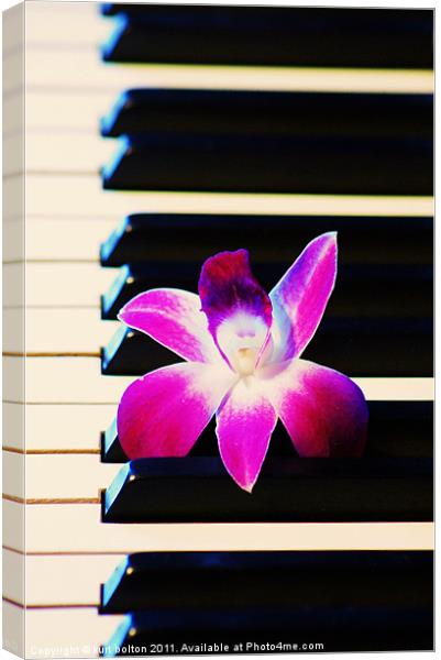 Orchid and the Keys Canvas Print by kurt bolton
