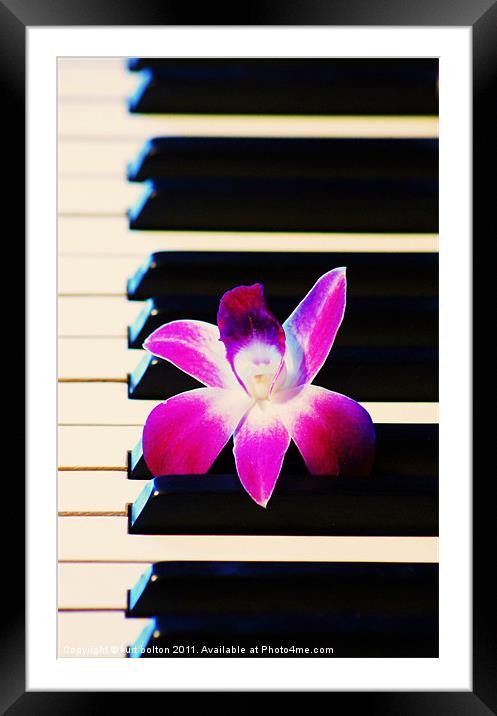 Orchid and the Keys Framed Mounted Print by kurt bolton