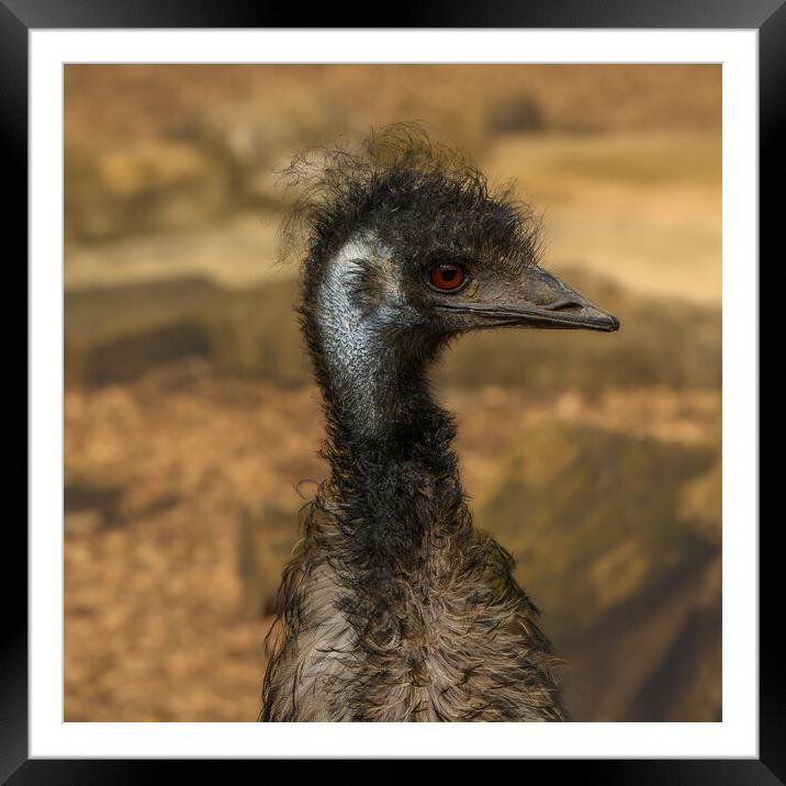 Emu the punk rocker of  the bird world Framed Mounted Print by Rob Lucas