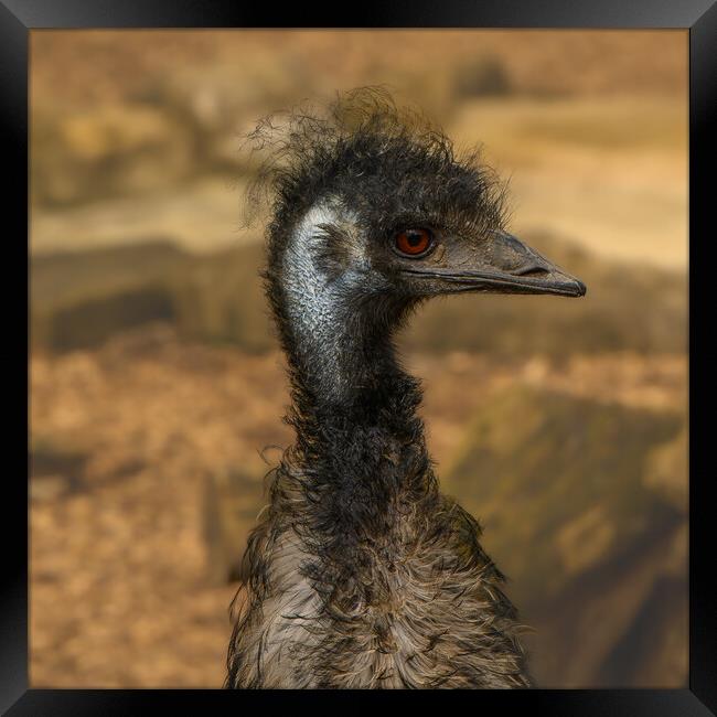 Emu the punk rocker of  the bird world Framed Print by Rob Lucas