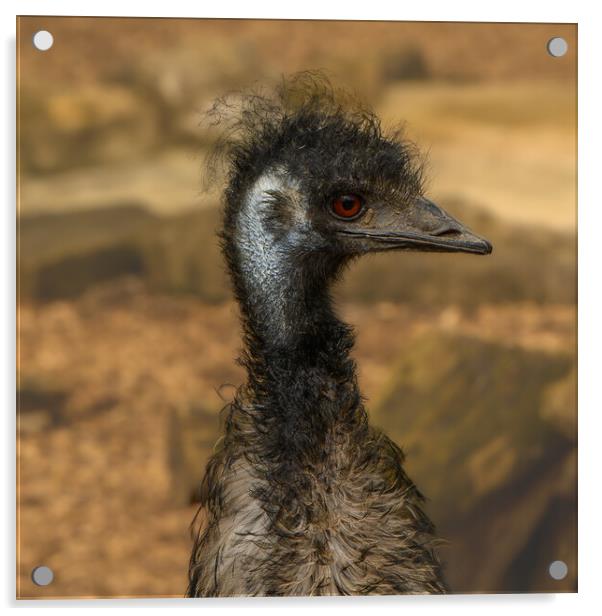 Emu the punk rocker of  the bird world Acrylic by Rob Lucas
