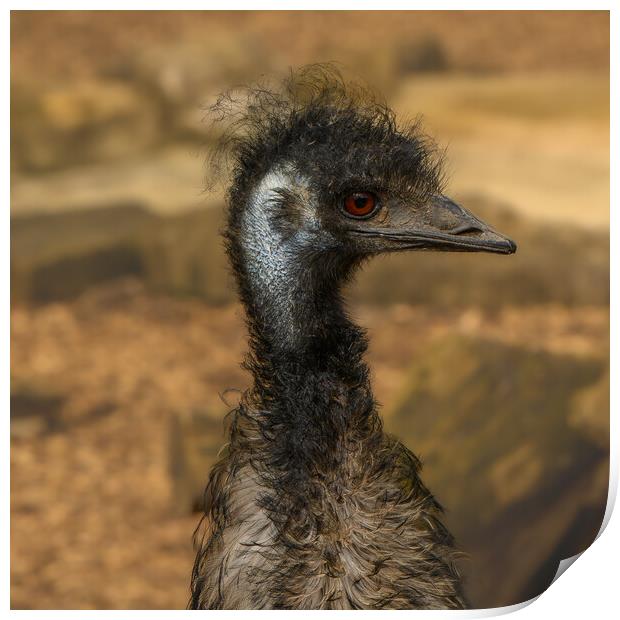 Emu the punk rocker of  the bird world Print by Rob Lucas