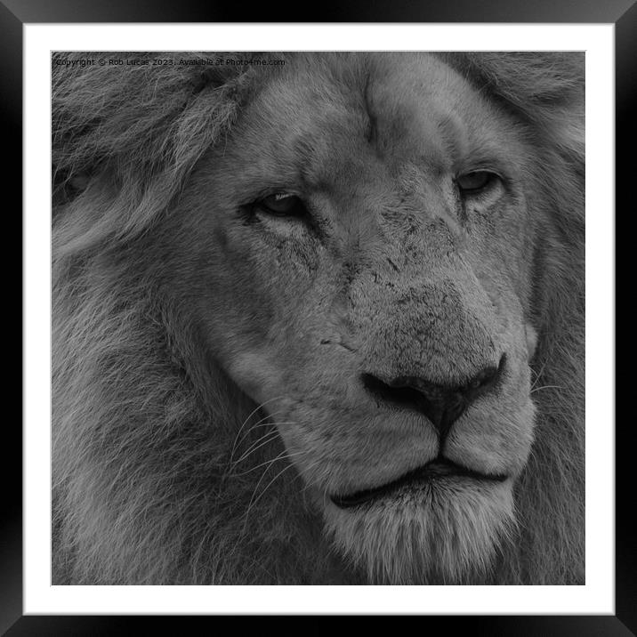 Portrait of a white Lion Framed Mounted Print by Rob Lucas