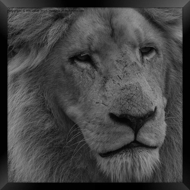 Portrait of a white Lion Framed Print by Rob Lucas