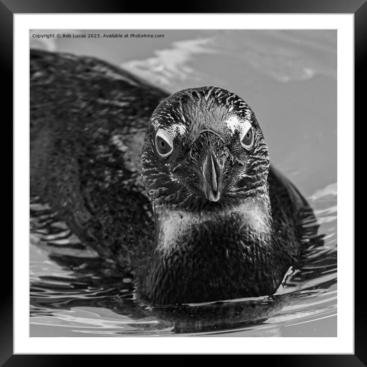 African penguin Framed Mounted Print by Rob Lucas
