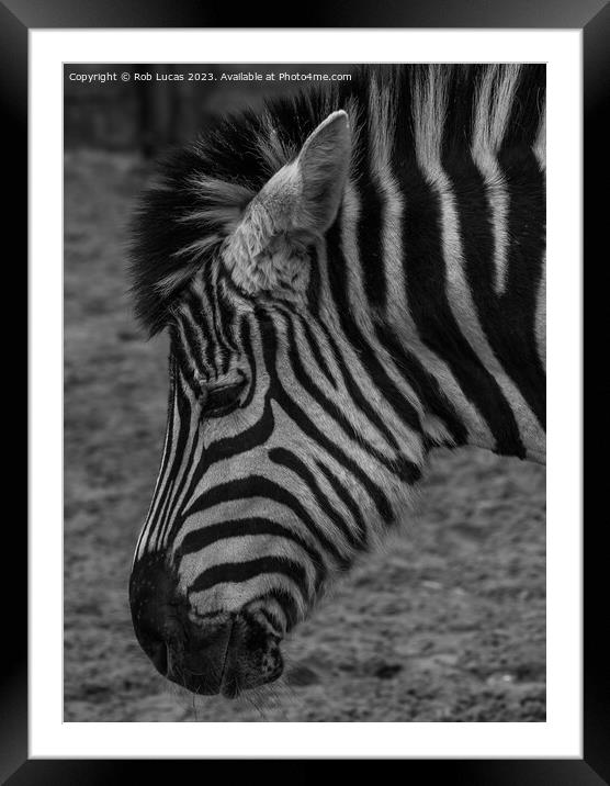 Profile of a Zebra Framed Mounted Print by Rob Lucas
