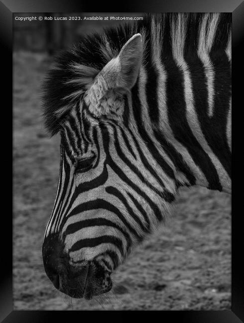 Profile of a Zebra Framed Print by Rob Lucas
