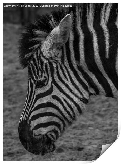 Profile of a Zebra Print by Rob Lucas