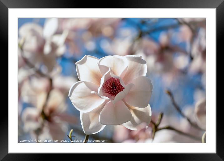 Magnificent Magnolia Framed Mounted Print by Simon Johnson