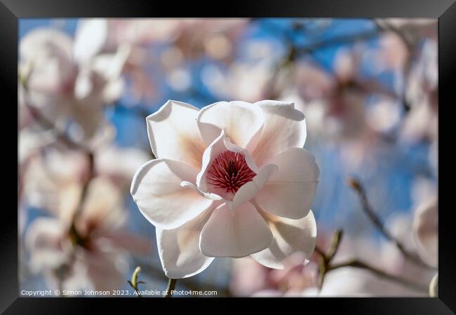 Magnificent Magnolia Framed Print by Simon Johnson