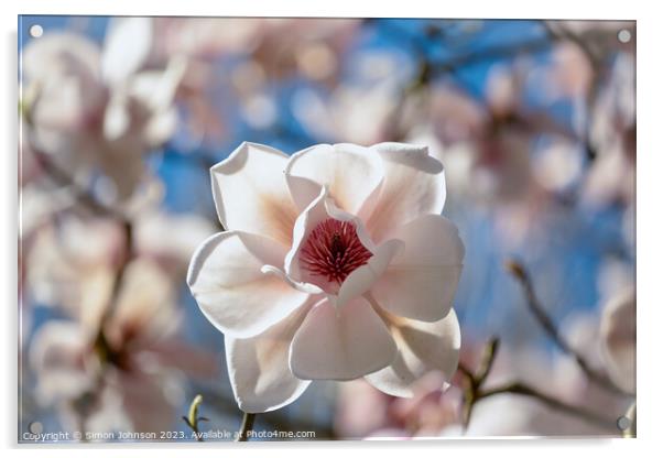 Magnificent Magnolia Acrylic by Simon Johnson